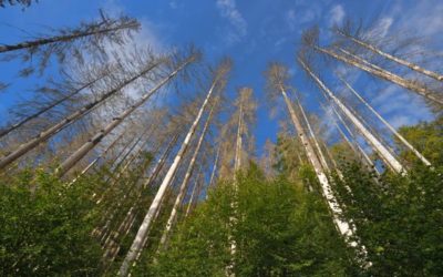 La forêt francaise et le changement climatique
