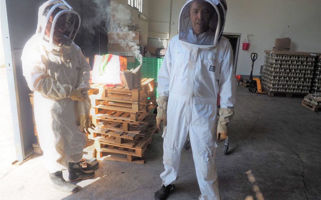 Premiere collecte de miel dans ruche connectée