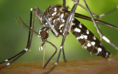 the fight against the tiger mosquito